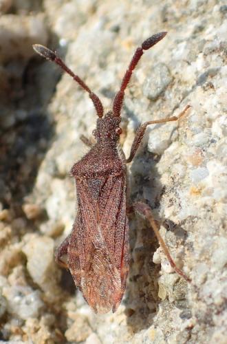 Coriomeris sp.
